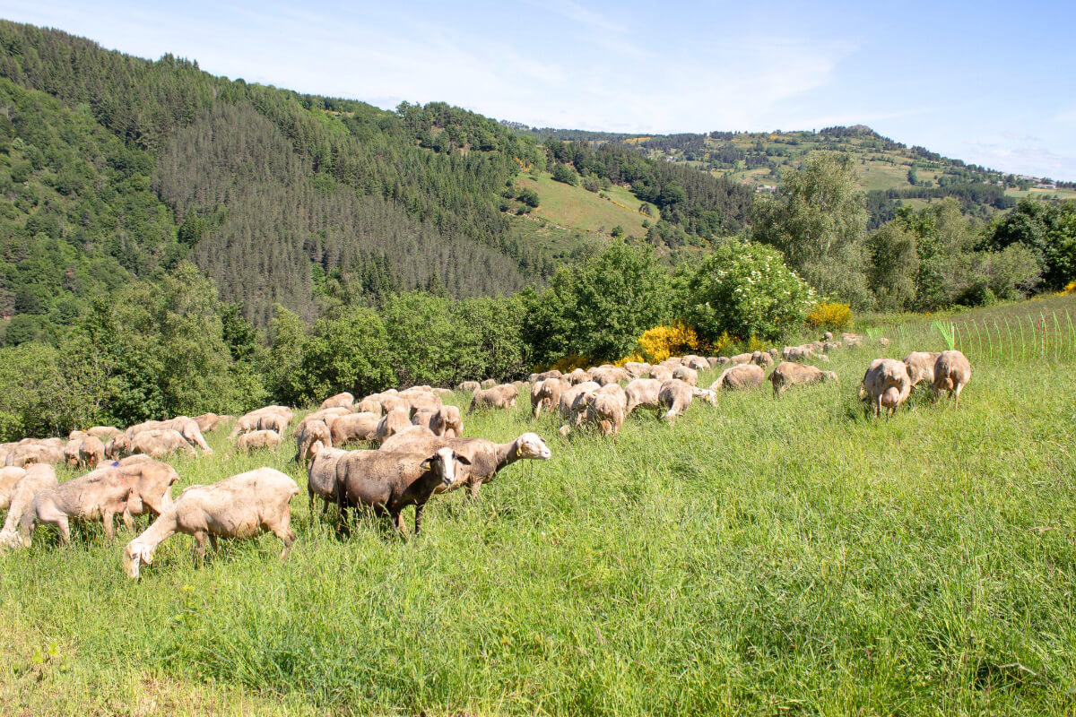 Brebis de Lozère