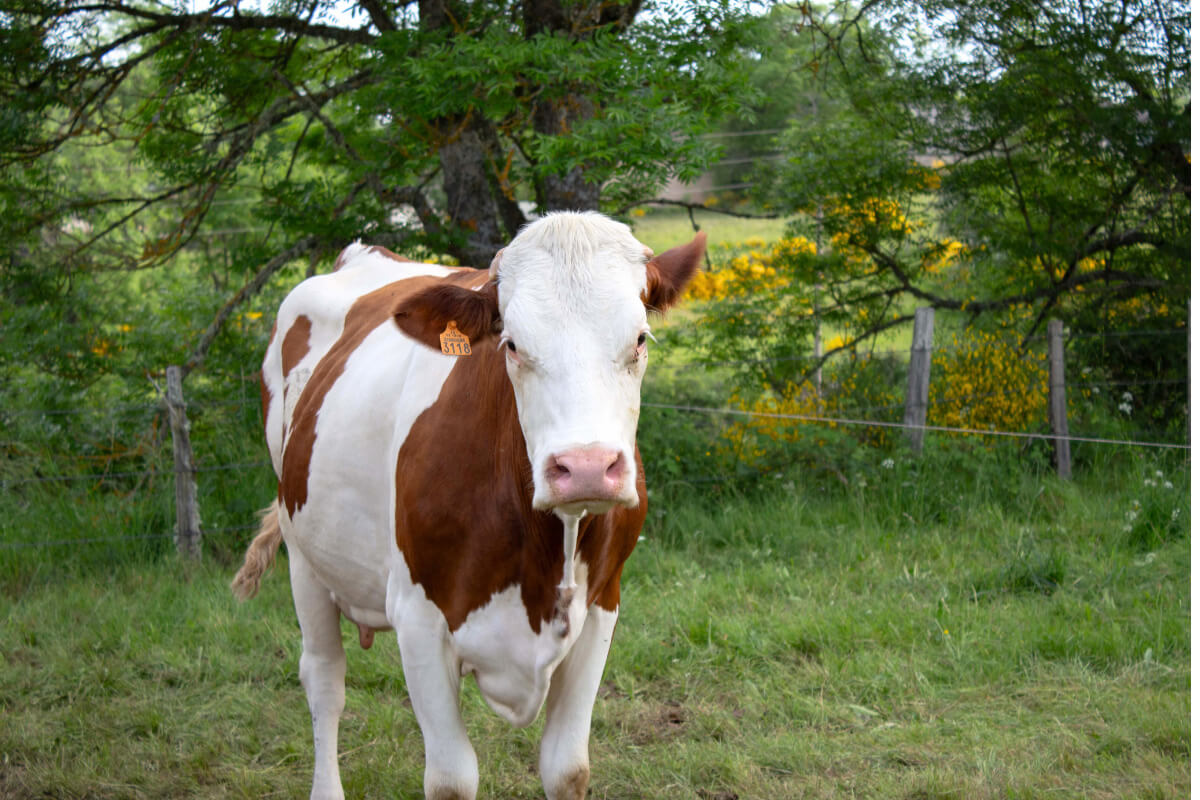 Eleveur de vache en Lozère